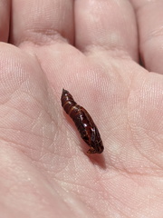 Haritalodes obliqualis