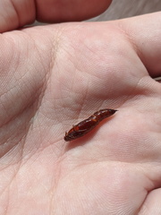 Haritalodes obliqualis