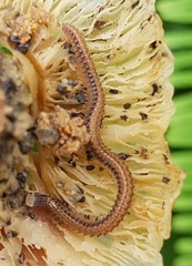 Cambalopsidae