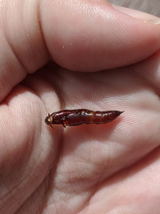 Haritalodes obliqualis