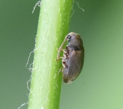 Dryophilus pusillus