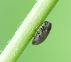 Dryophilus pusillus