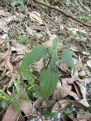 Sigesbeckia orientalis