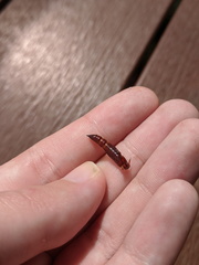 Haritalodes obliqualis