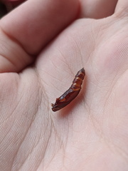 Haritalodes obliqualis