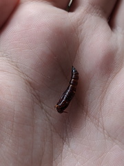 Haritalodes obliqualis