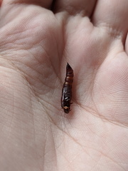 Haritalodes obliqualis