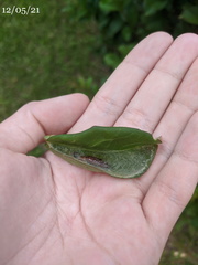 Haritalodes obliqualis