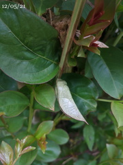 Haritalodes obliqualis