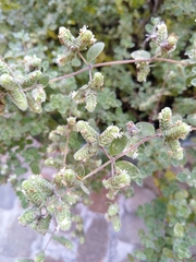 Origanum majorana