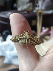 Haritalodes obliqualis