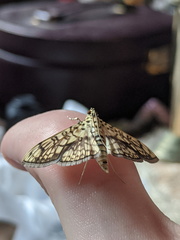 Haritalodes obliqualis