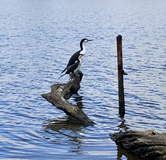 Phalacrocorax varius