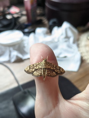 Haritalodes obliqualis