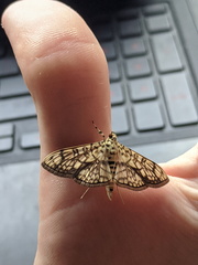 Haritalodes obliqualis