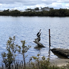 Phalacrocorax varius