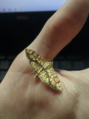 Haritalodes obliqualis