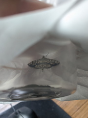 Haritalodes obliqualis