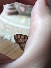 Haritalodes obliqualis