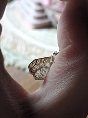 Haritalodes obliqualis