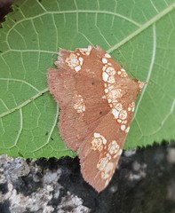 Saroba pustulifera