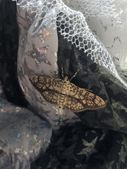 Haritalodes obliqualis