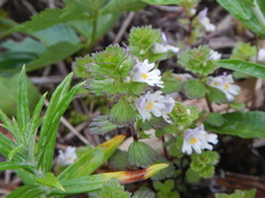 Euphrasia insignis