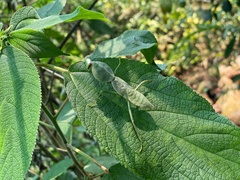 Rhombodera latipronotum
