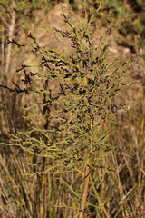 Daviesia brevifolia