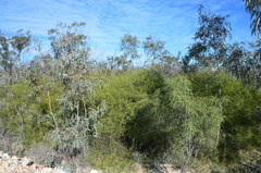 Eremophila polyclada