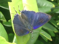 Hypolycaena erylus