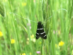 Adela trigrapha