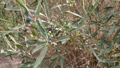 Phillyrea angustifolia