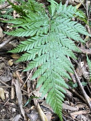 Parapolystichum microsorum