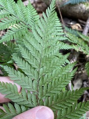 Parapolystichum microsorum