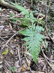 Parapolystichum microsorum