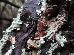 Trichaptum abietinum image