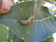 Ropalidia cyathiformis