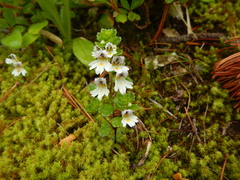 Euphrasia insignis