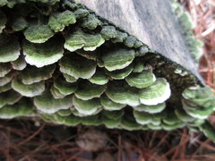 Trichaptum abietinum image