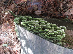 Trichaptum abietinum image
