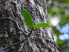 Peristeranthus hillii