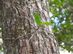 Peristeranthus hillii