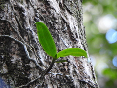 Peristeranthus hillii