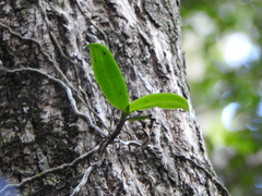 Peristeranthus hillii