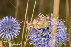 Ephippiger diurnus diurnus