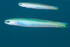 Ptereleotris monoptera