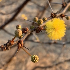 Vachellia nebrownii