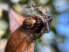 Phonognatha
