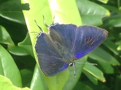 Hypolycaena erylus